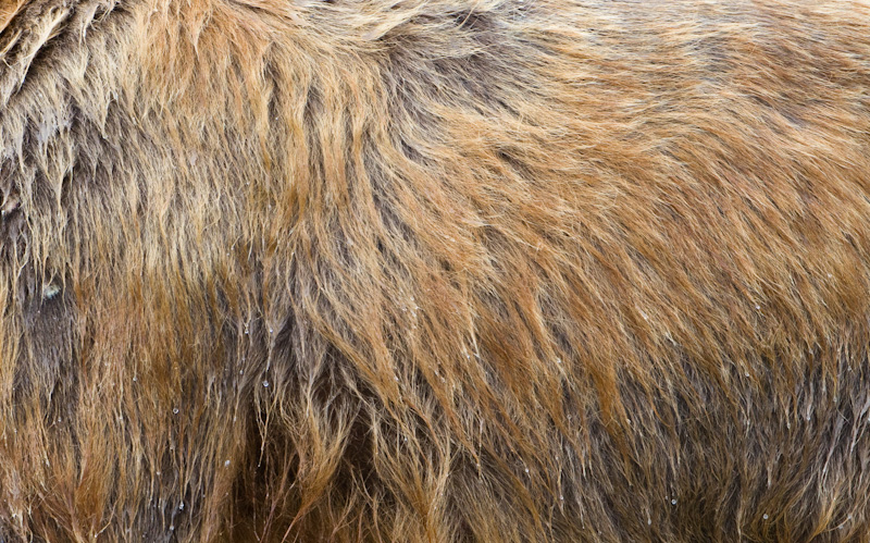 Grizzly Bear Fur Detail
